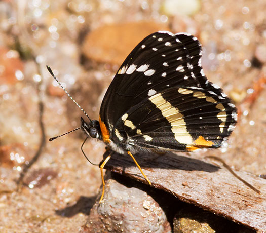 Bordered Patch Chlosyne lacinia Butterfly