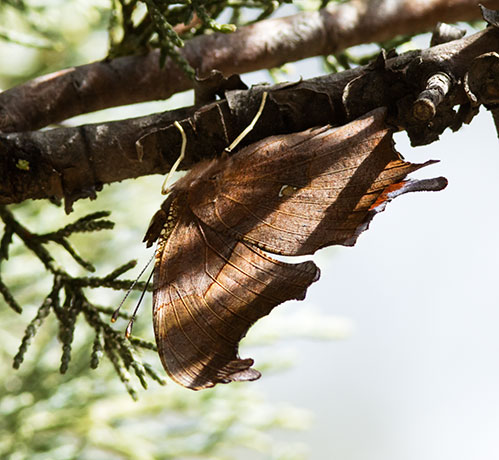 Satyr Comma Polygonia satyrus Satyr Anglewing Butterfly