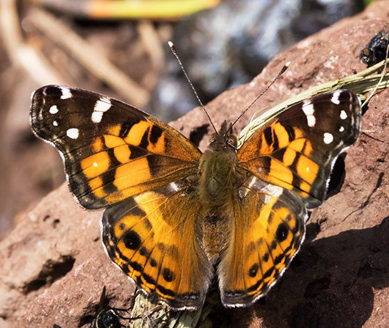 American Lady Vanessa virginiensi Butterfly