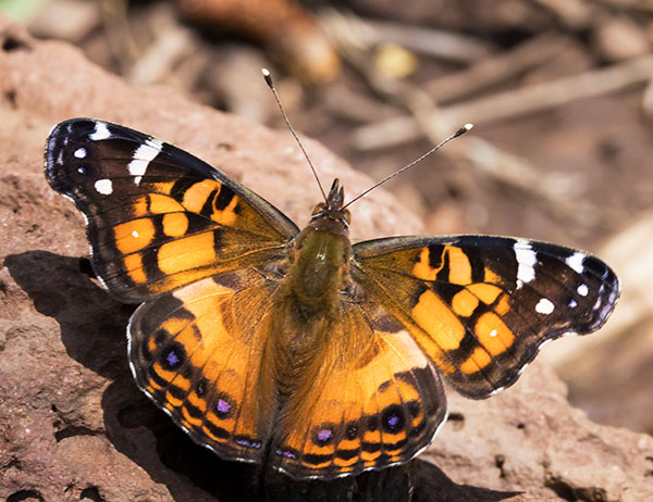 American Lady Vanessa virginiensi Butterfly