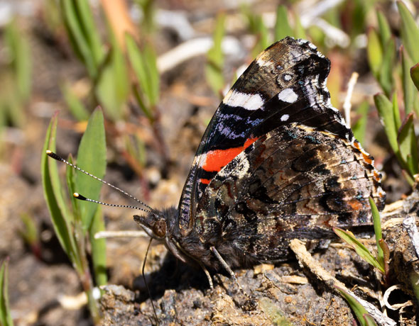 Red Admiral Vanessa atalanta Butterfly