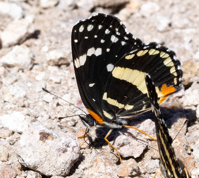 Bordered Patch Chlosyne lacinia Butterfly