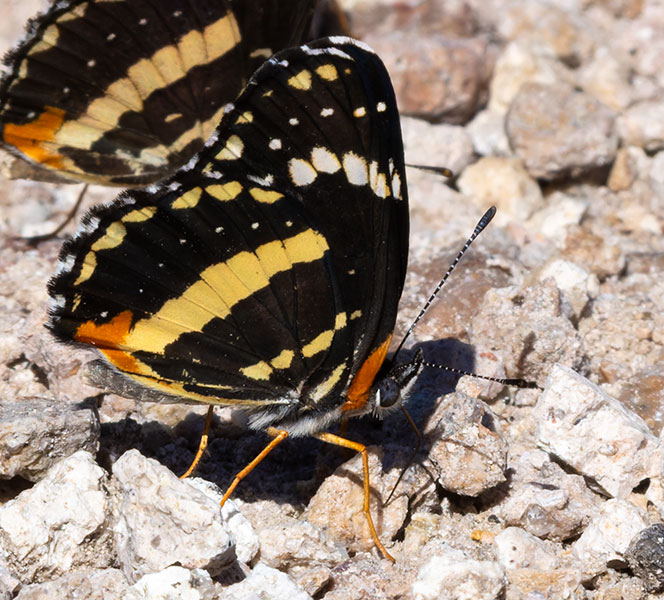 Bordered Patch Chlosyne lacinia Butterfly