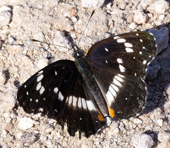 Bordered Patch Chlosyne lacinia Butterfly