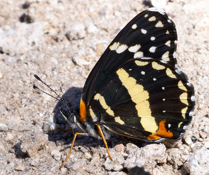 Bordered Patch Chlosyne lacinia Butterfly