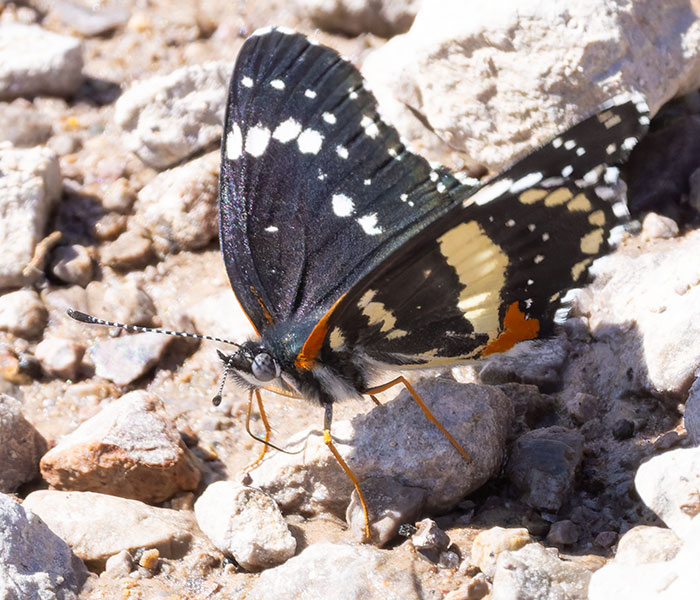 Bordered Patch Chlosyne lacinia Butterfly