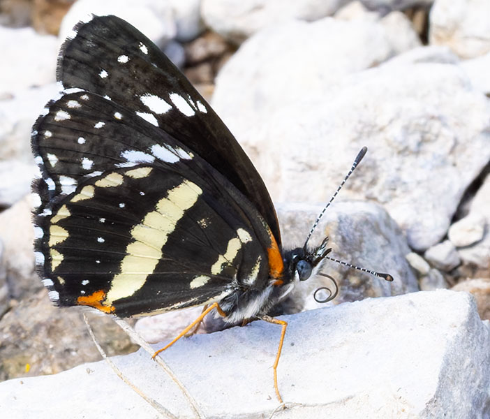 Bordered Patch Chlosyne lacinia Butterfly