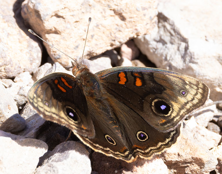 Common Buckeye Junonia coenia Butterfly