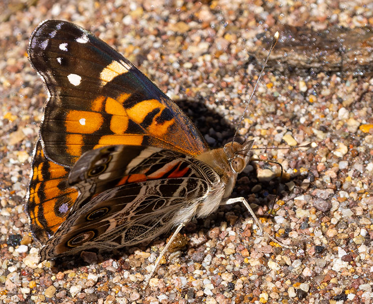 American Lady Vanessa virginiensi Butterfly
