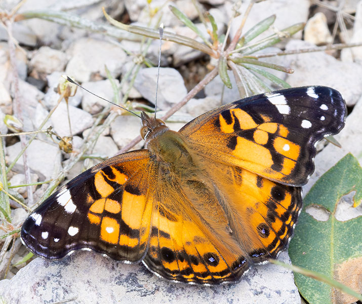 American Lady Vanessa virginiensi Butterfly