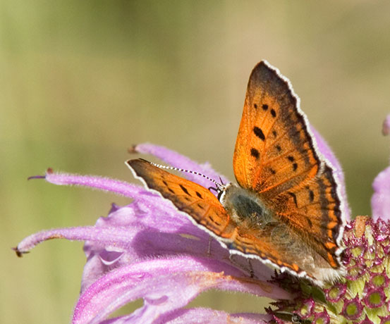 Ruddy Copper Lycaena rubidus 
