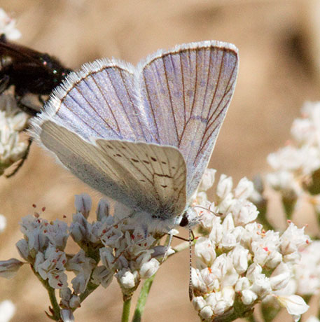 Blue Copper Lycaena (Chalceria) herteronea 