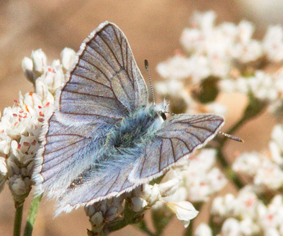 Blue Copper Lycaena (Chalceria) herteronea 