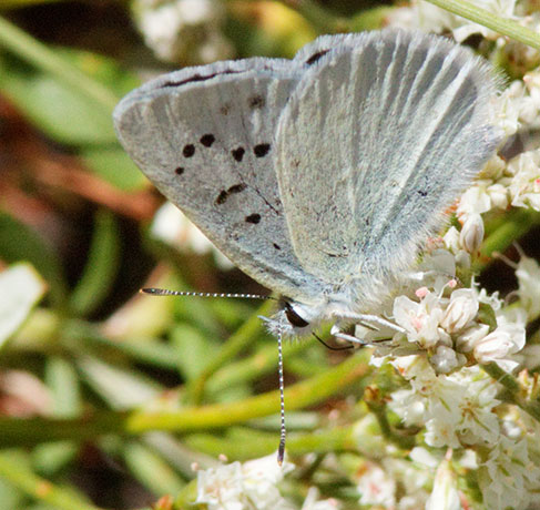 Blue Copper Lycaena (Chalceria) herteronea 