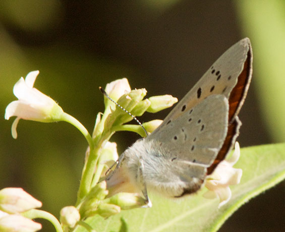 Ruddy Copper Lycaena rubidus 