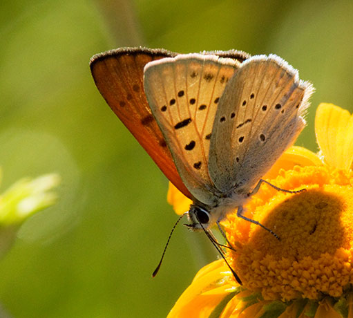 Ruddy Copper Lycaena rubidus 