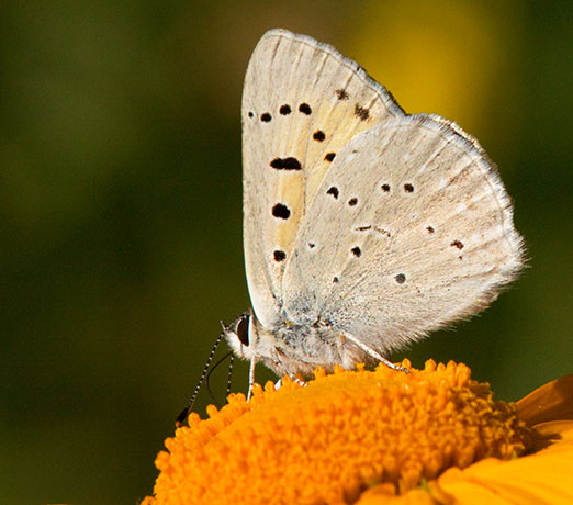 Ruddy Copper Lycaena rubidus 