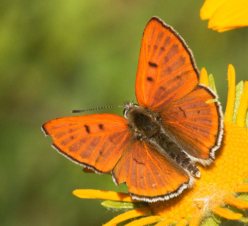 Ruddy Copper Lycaena rubidus 