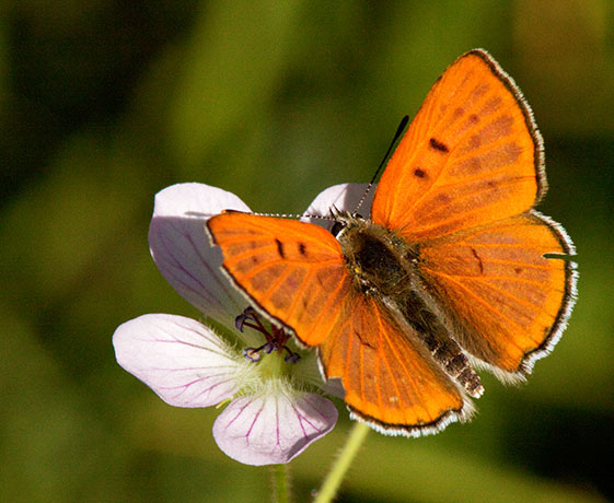 Ruddy Copper Lycaena rubidus 
