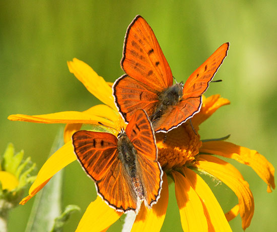 Ruddy Copper Lycaena rubidus 