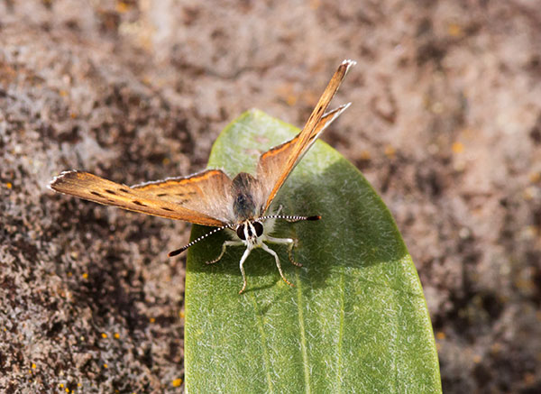 Purplish Copper Lycaena helloides  