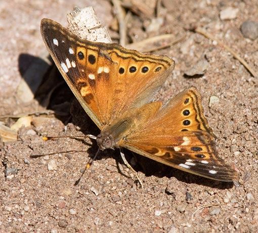 Empress Leilia Asterocampa leilia Butterfly