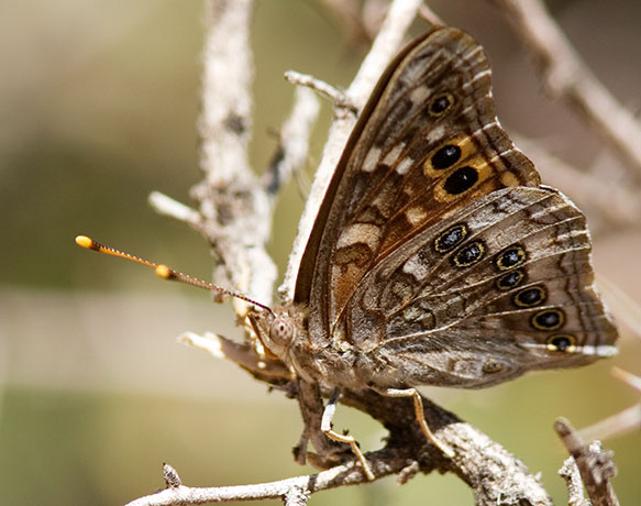 Empress Leilia Asterocampa leilia Butterfly