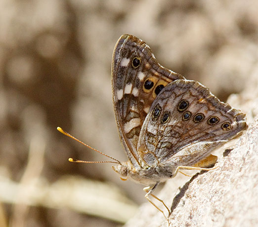 Empress Leilia Asterocampa leilia Butterfly