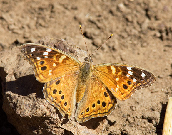 Empress Leilia Asterocampa leilia Butterfly