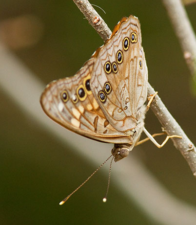 Hackberry Emperor Asterocampa celtis  Butterfly