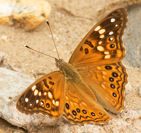 Hackberry Emperor Asterocampa celtis  Butterfly