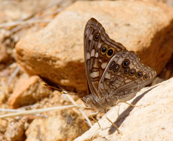 Empress Leilia Asterocampa leilia Butterfly