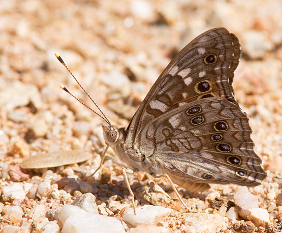Empress Leilia Asterocampa leilia Butterfly