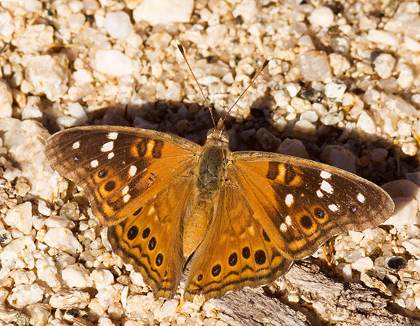 Empress Leilia Asterocampa leilia Butterfly