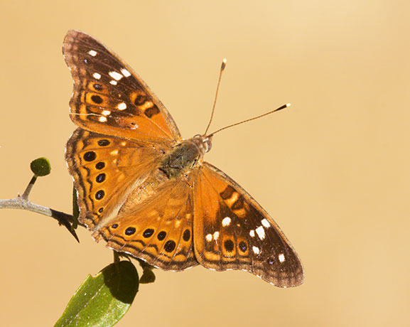 Empress Leilia Asterocampa leilia Butterfly