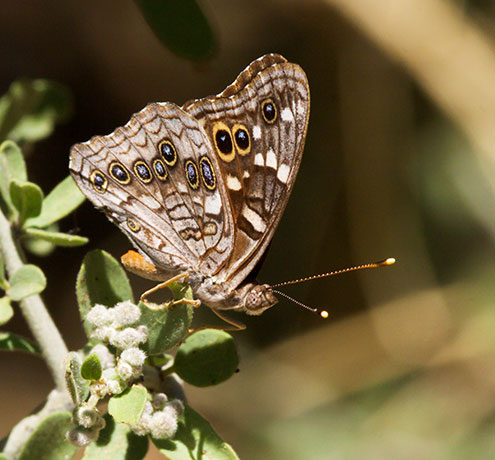 Empress Leilia Asterocampa leilia Butterfly