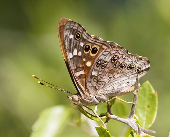 Empress Leilia Asterocampa leilia Butterfly