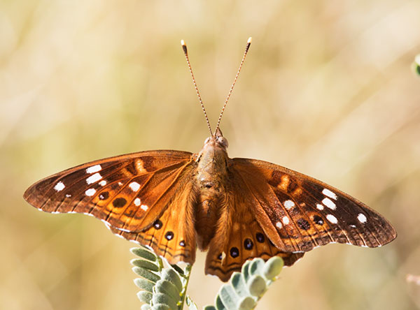 Empress Leilia Asterocampa leilia Butterfly