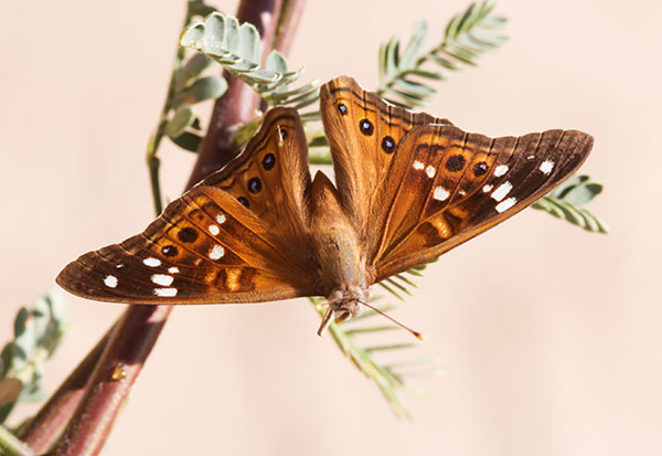 Empress Leilia Asterocampa leilia Butterfly