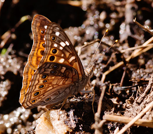 Empress Leilia Asterocampa leilia Butterfly