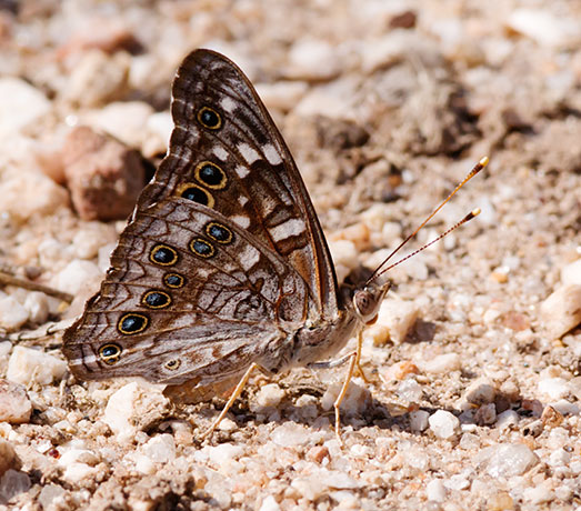 Empress Leilia Asterocampa leilia Butterfly