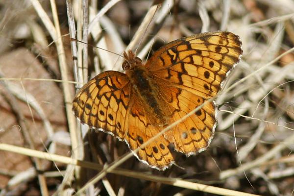 Variegated Fritillary Euptoieta claudia 