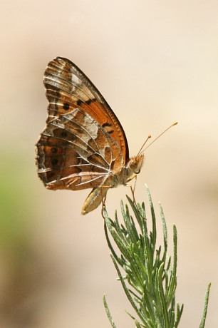 Variegated Fritillary Euptoieta claudia 