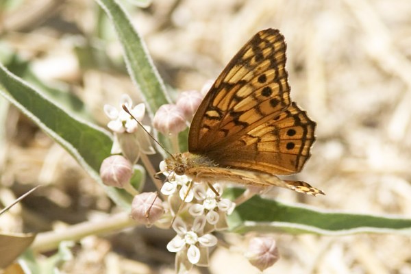 Variegated Fritillary Euptoieta claudia 
