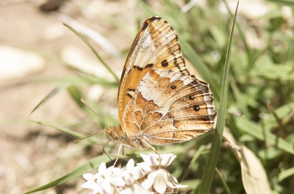 Variegated Fritillary Euptoieta claudia 