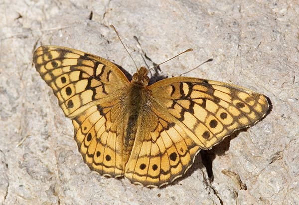 Variegated Fritillary Euptoieta claudia 