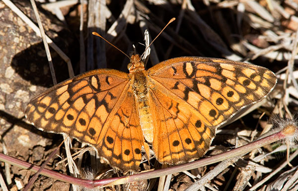 Variegated Fritillary Euptoieta claudia 