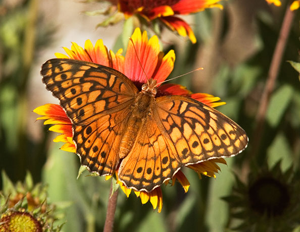 Variegated Fritillary Euptoieta claudia photograph taken June 19, 2007
