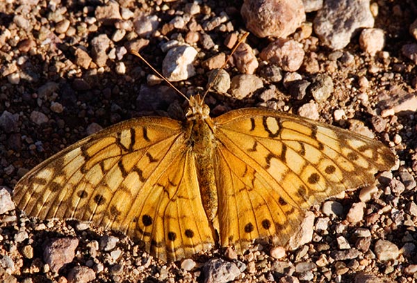 Variegated Fritillary Euptoieta claudia