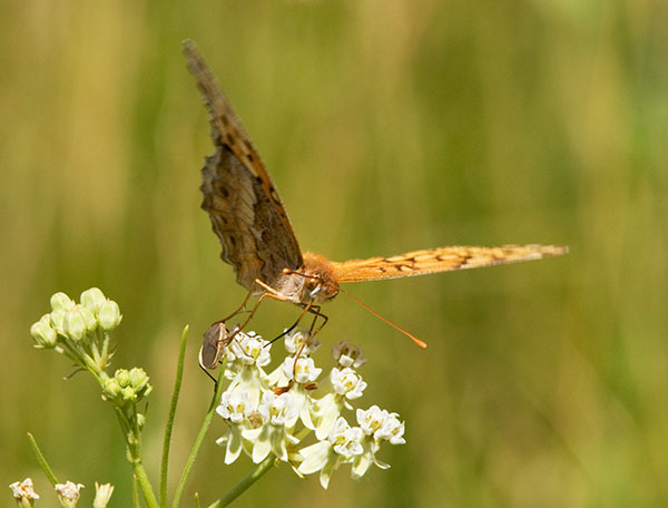 Variegated Fritillary Euptoieta claudia photo July 15, 2007